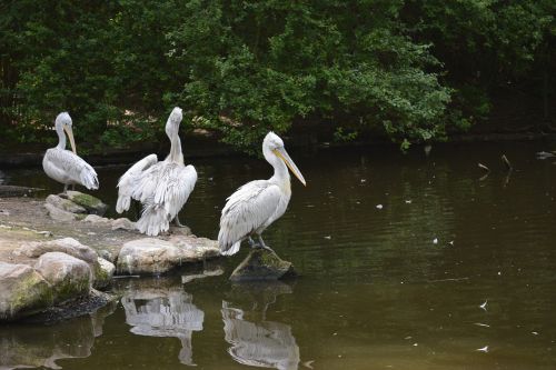 Pelican, Paukštis, Gyvūnas, Gamta, Laukinė Gamta, Pelikano Paukštis