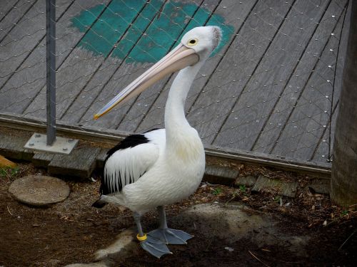 Pelican, Paukštis, Sulaikytas Paukštis, Gamta, Laukinė Gamta, Gyvūninė Fotografija, Pilkas Pelikas, Pelikano Paukštis, Baltoji Paukštis