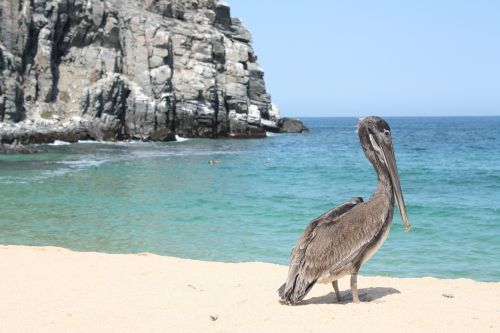 Pelican, Papludimys, Laukinė Gamta, Kranto, Rokas, Punta Lobos, Baja California, Meksika