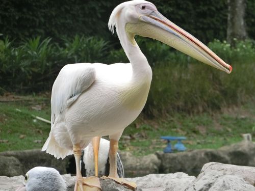 Pelican, Paukštis, Singapūras-Paukščių Parkas, Didelis Snapas, Vandens Paukštis