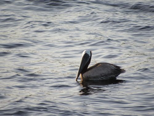 Pelican, Paukštis, Plaukiojantieji, Vanduo