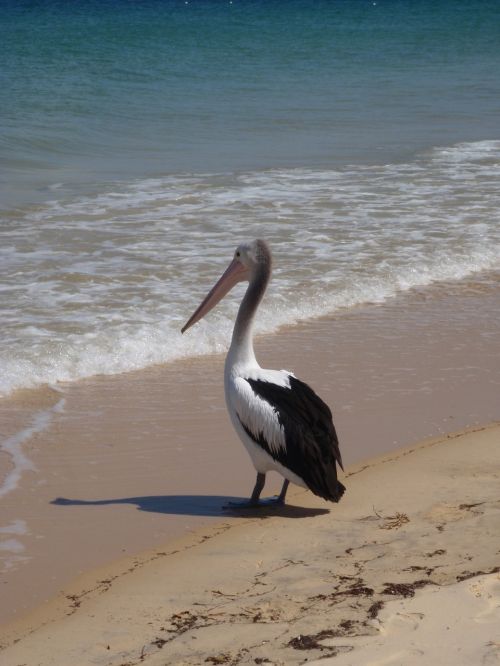 Pelican, Papludimys, Australia, Sala