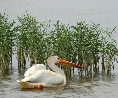 Pelican, Paukščiai, Gamta, Laukiniai, Paukščių Stebėjimas, Laukinė Gamta-Fotografija, Baltoji Paukštis, Vandens Paukščiai