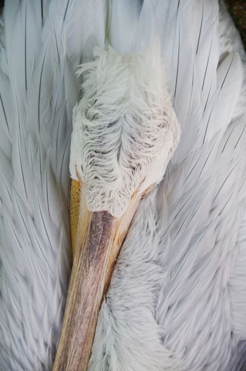Pelican, Miegoti, Balta, Plunksnos, Paukštis