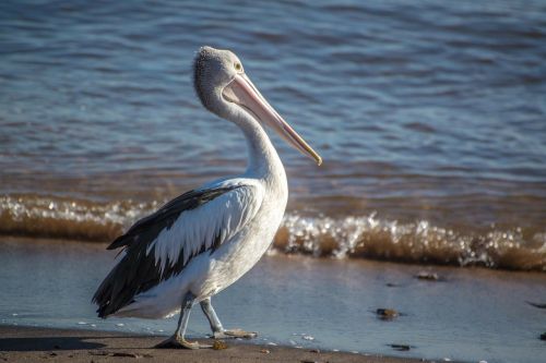 Pelican, Paukštis, Australia, Vandenynas, Papludimys, Sidnėjus