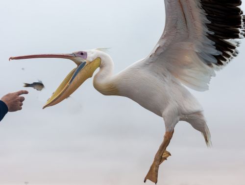 Pelican, Paukštis, Maitinimas, Afrika, Namibija, Skrydis, Sparnai