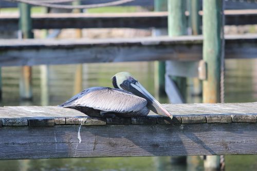 Pelican, Florida, Paukštis