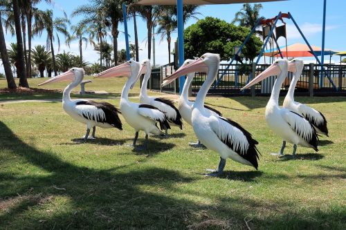 Pelican, Paukštis, Parkas