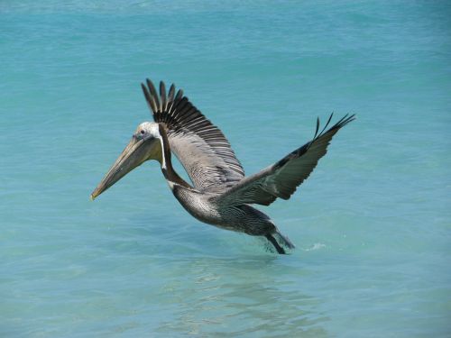 Pelican, Vandenynas, Kuba, Paukštis, Skrydis