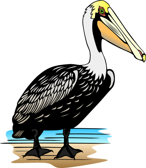 Pelican, Jūros Paukštis, Didelis Sąskaitą, Maišas, Paukštis, Nemokama Vektorinė Grafika