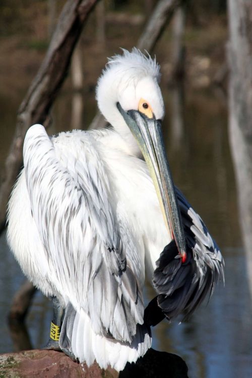 Pelican,  Paukštis,  Rašiklis,  Fauna,  Gamta,  Snapas,  Balta,  Ežeras,  Be Honoraro Mokesčio