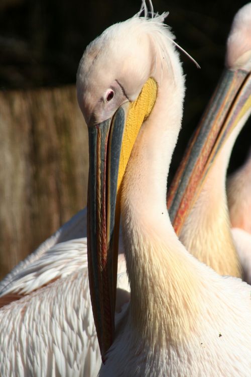 Pelican,  Paukštis,  Fauna,  Rašiklis,  Gamta,  Gyvūnai,  Be Honoraro Mokesčio