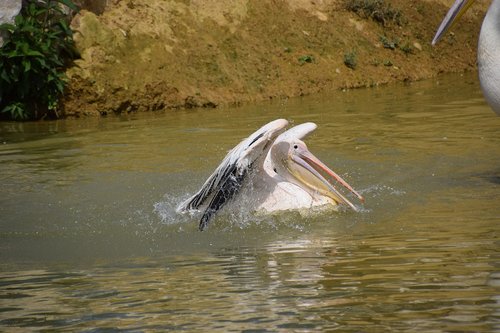 Pelikanas,  Vandens,  Baltas