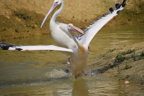 Pelikanas,  Vandens,  Baltas