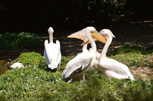 Pelikanas,  Paukštis,  Zoologijos Sodas
