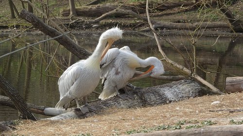 Pelikanas,  Pelecanus Onocrotalus,  Pora,  Higiena,  Valymo Plunksnų,  Vandens Paukščiai,  Prahos Zoo