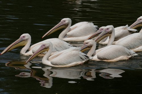 Pelikanas,  Pelecanus Onocrotalus,  Afrikoje,  Paukštis,  Vandens Paukščiai,  Pobūdį,  Gyvūnija,  Rožinis,  Kolonija,  Žuvis