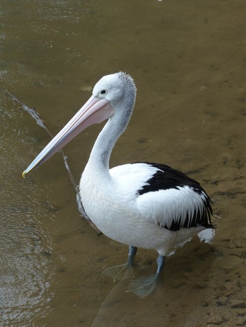 Pelican, Australijos Pelikanas, Jūros Paukščiai, Paukštis