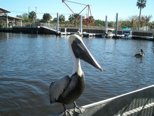 Pelican, Vanduo, Florida, Laukinė Gamta, Paukštis, Pelikanai, Plunksnos, Valtys, Vandens Paukščiai, Sparnas, Prieplauka