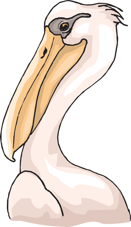 Pelican, Jūros Paukštis, Pelecanus Erythrorhynchos, Pelecanidae, Maišas, Nemokama Vektorinė Grafika