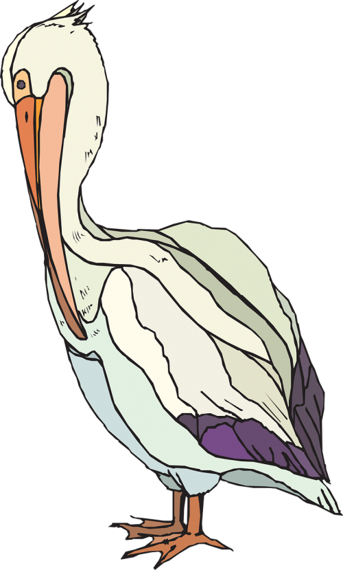 Pelican, Searbird, Pelecanidae, Pelecanus Erythrorhynchos, Nemokama Vektorinė Grafika