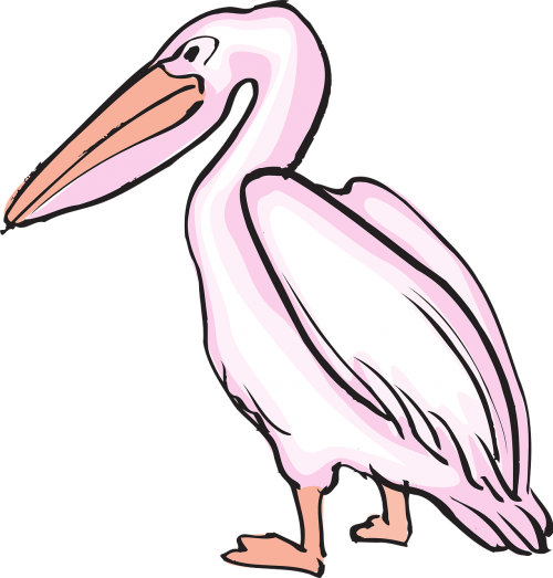 Pelican, Jūros Paukštis, Pelecanus Erythrorhynchos, Pelecanidae, Nemokama Vektorinė Grafika