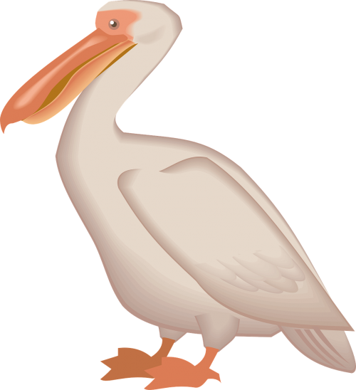 Pelican, Jūros Paukštis, Pelecanus Erythrorhynchos, Pelecanidae, Nemokama Vektorinė Grafika