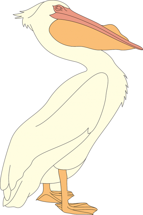 Pelican, Jūros Dugnas, Pelecanus Erythrorhynchos, Pelecanidae, Nemokama Vektorinė Grafika