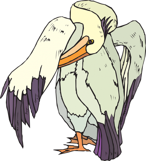 Pelican, Jūros Paukštis, Preening, Nemokama Vektorinė Grafika