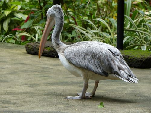 Pelican, Gamta, Paukštis