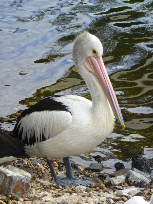 Pelican, Vanduo, Conspicillatus, Vandens Paukštis, Snapas, Rožinis, Australian, Paukštis, Jūros Paukštis, Laukiniai