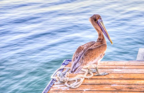 Pelican, Paukštis, Laukinė Gamta, Gamta, Ruda, Vanduo, Snapas, Pelecanus, Florida