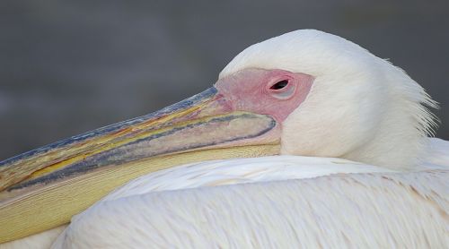 Pelican, Paukštis, Graikija, Balta, Rožinis, Plunksnos, Gyvūnas, Galva