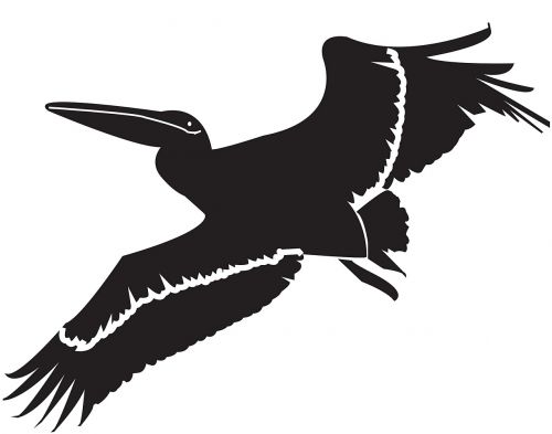 Pelican, Paukštis, Gyvūnas, Laukiniai, Skraidantis