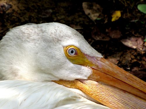 Pelican, Paukštis, Gyvūnas, Gamta, Balta, Geltona