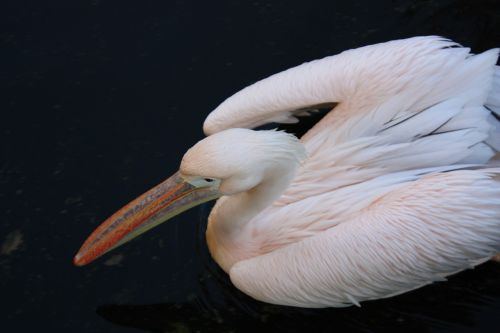 Pelican, Paukštis, Rožė