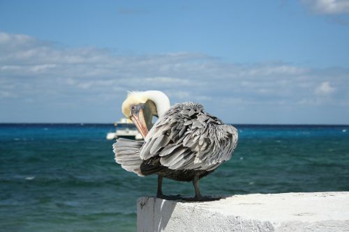 Pelican, Paukštis, Meksika, Cozumel, Yukatanas