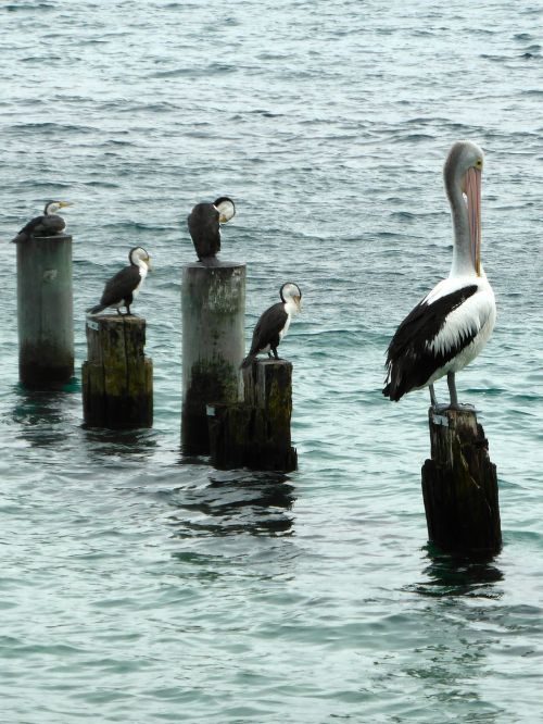 Pelican, Jūros Paukščiai, Sėdi, Laukinė Gamta, Preening, Vandenynas, Stovintis