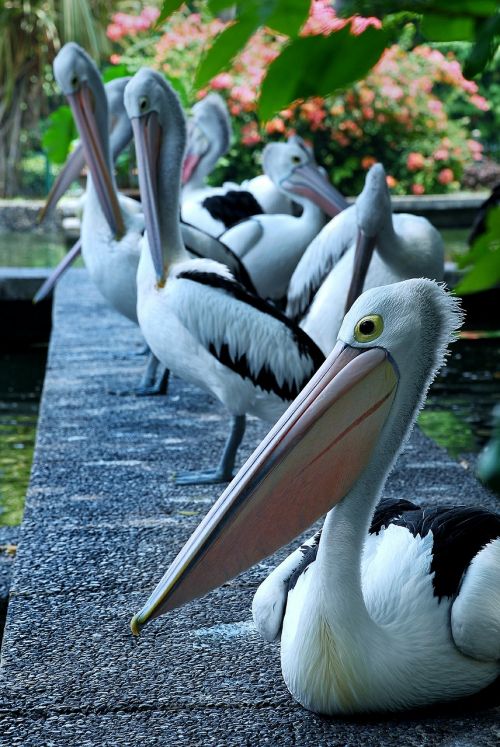 Pelican, Paukštis, Gyvūnai, Balta