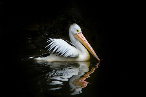 Pelican, Paukštis, Jūros Paukščiai, Vanduo, Gamta, Australia, Pelecanus Conspicillatus, Australijos Pelikanas