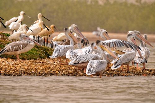 Pelican, Eurazijos Spionbill, Paukščiai, Afrika, Gyvūnas