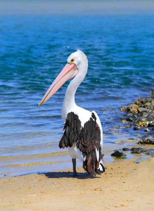 Pelican, Vanduo, Vandenynas, Paukštis
