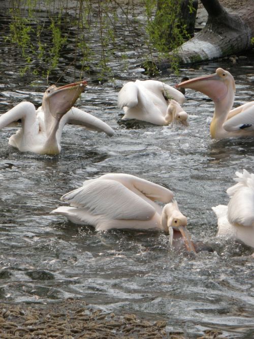 Pelican, Paukštis, Maitinimas, Vanduo
