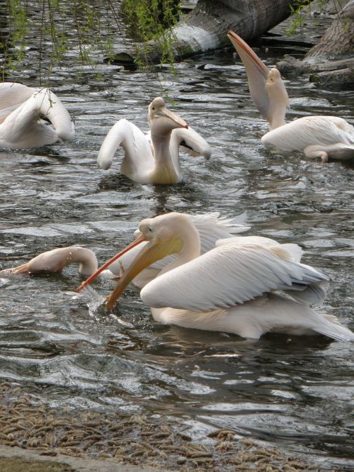 Pelican, Paukštis, Maitinimas, Vanduo