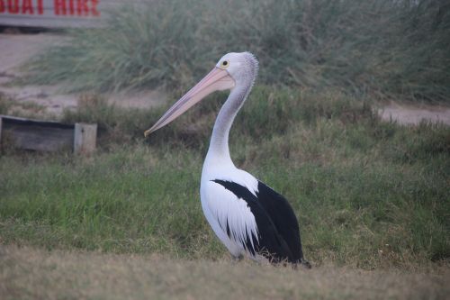 Pelican,  Paukštis,  Australia,  Gyvūnai,  Gamta