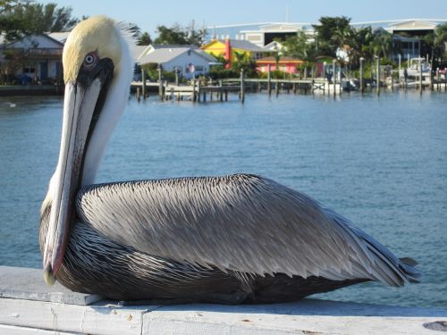Pelican, Anna Maria Sala, Florida