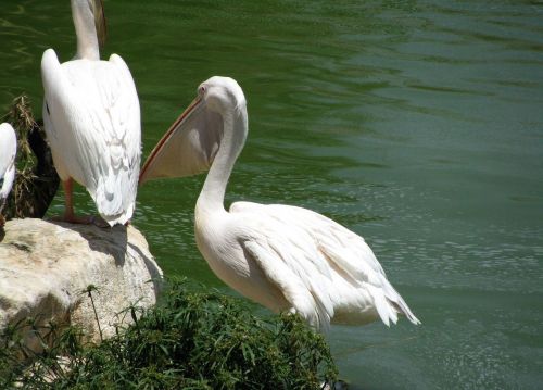 Pelican, Vandens Paukštis, Pelecanidae, Snapas, Didelis Gerklės Maišas, Ežeras, Vanduo