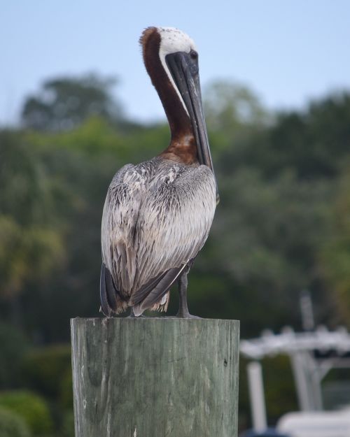 Pelican, Paukštis, Gamta, Laukinė Gamta