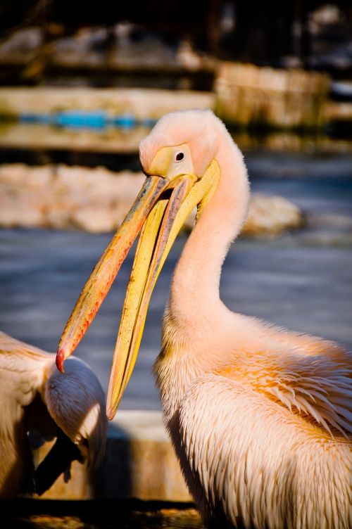 Pelican, Paukštis, Laukinė Gamta, Rožinis, Zoologijos Sodas