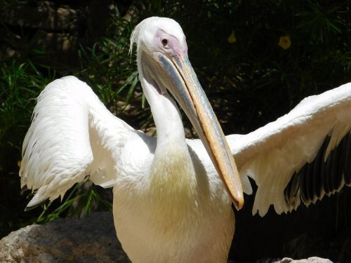 Pelican, Paukštis, Gamta, Gran Canaria, Gyvūnas, Ali